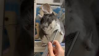 Cute Rat enjoy Grooming 🐀 animals cute [upl. by Odnalra]