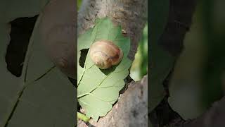 Snails nap snail gastropods nap [upl. by Rosdniw]