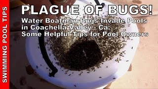 PLAGUE OF BUGS Water Boatman Bugs Invade Pools amp Lakes in the Coachella Valley  Helpful Tips [upl. by Ahsieuqal]