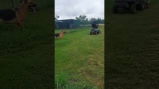 koszenie trawnika traktorkiem kosiarką stiga automobile kosiarka farming stiga viral lawncare [upl. by Mercer782]