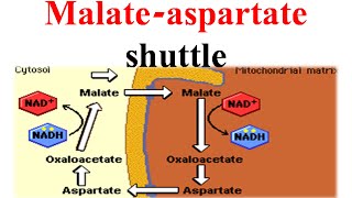 Malate aspertate shuttle [upl. by Netsirk119]