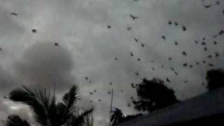 Yeppoon flying fox bat takeoff [upl. by Lyrret]