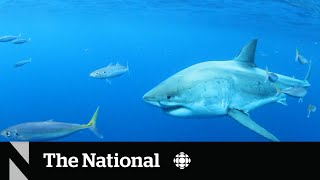 Shark watchers off Nova Scotia are going to need a bigger boat [upl. by Arocal]