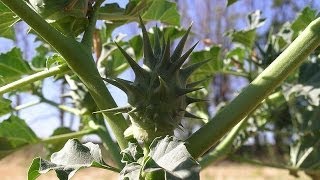 Stramonio cosmopolita pianta velenosa Datura stramonium facilmente riconoscere [upl. by Onez]