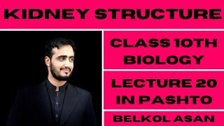 Structure of Kidney Explained By Basharat Ali Lectures Class 9th Biology In Pashto  Lecture 20th [upl. by Dalury618]