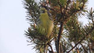 Kirtlands Warbler [upl. by Timofei509]