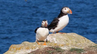 ELLISTONS PUFFIN VIEWING SITE  BONAVISTA PENINSULA  NEWFOUNDLAND [upl. by Anibor232]