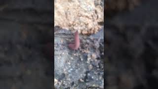 Velvet Worm in Jamaica [upl. by Lateehs]