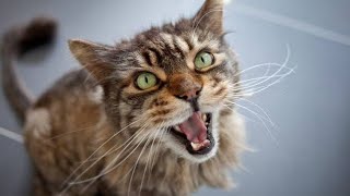 Angry Cat Meow Sound Effect  scary Meow Sound  Cat Meowing Loudly 10 Hours [upl. by Williamson]