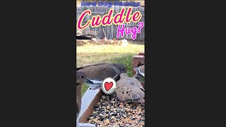 Flappy the Territorial Mourning Dove Meets Karma 😂 [upl. by Elinnet]