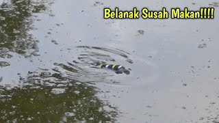 IKAN BELANAK SUSAH MAKANMancing Belanak [upl. by Shue]