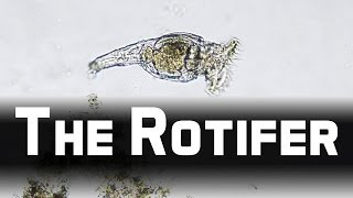 Howies Lab  Wheel animals Rotifer [upl. by Survance]