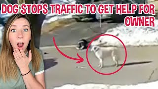 Dog runs into traffic to get help for owner who collapsed during walk [upl. by Sailesh]