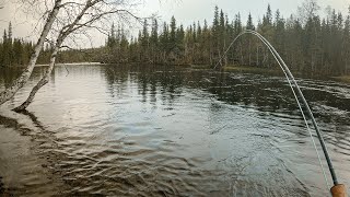 Utfordrende fluefiske i flomstor elv  Utmarka S03E10 [upl. by Radferd95]