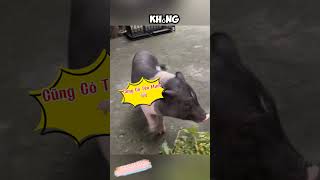 Đúng Là Bạn Thân review chotreview dog pig respect [upl. by Larianna880]