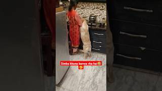 Simba khana banwa rha hai🤣🫣 labrador labradorretriever dog doglover youtubeshorts shorts [upl. by Eelrehpotsirhc]