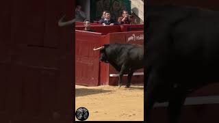 Toros caen saliendo de chiqueros shorts [upl. by Yssis342]