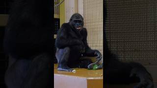 東山動植物園のアニーちゃん🩷😊 gorilla [upl. by Nedearb]