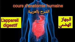 Le système digestif  Anatomie descriptive de lappareil digestif الجهاز الهضمي [upl. by Nosidda]