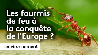 Pourquoi la prolifération des fourmis de feu en Europe est inquiétante [upl. by Ulani]