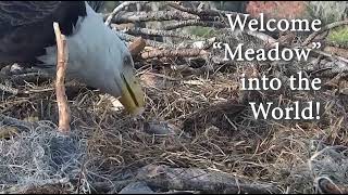 Baby Eaglet Hatch 2  Eagle Country Bald Eagles [upl. by Swisher]