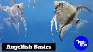 Angelfish Basics [upl. by Noellyn]