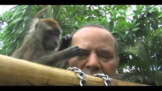 Monkey GROOMS Man LONG vers [upl. by Rimaa]