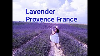 Provence South France Lavender Fields [upl. by Shane]