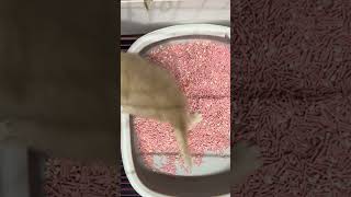 Kitten LEARNED HOW TO USE LITTER BOX FIRST TIME🙀 litterbox smartkitten shorts kitten [upl. by Dorraj]