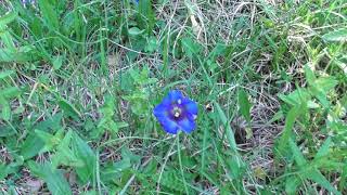 La Gentiane Acaule plante médicinale protégée  Stemless Gentian a medicinal protected plant [upl. by Ellertal]