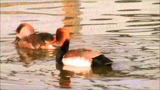 Redcrested Pochard [upl. by Kassi]