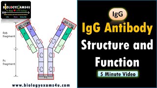 IgG Structure and Function  How does IgG fix complement [upl. by Adnamar211]