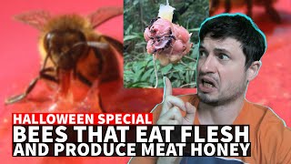 Terrifying FleshEating Bees That Produce Meat Honey [upl. by Noirad]