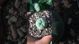 Lophophora Fricii lophophora [upl. by Anirac]