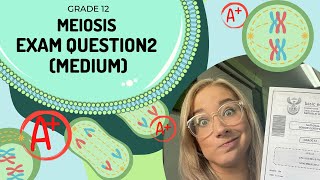 MEIOSIS How to answer exam questions CORRECTLY  Q2 MEDIUM [upl. by Puglia]