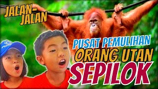 Pusat Pemulihan Orang Utan Sepilok Sandakan Sabah  Sepilok Orangutan Rehabilitation Centre [upl. by Chastity96]