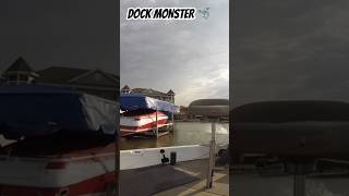 FISHING FOR DOCK MONSTERS 🐉 shorts fall fishing musky bassfishing bigfish fish [upl. by Htiekram936]