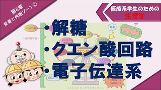 生理学 栄養と代謝ゾーン② 「解糖」「クエン酸回路」「電子伝達系」「糖新生」 [upl. by Otrebliw]