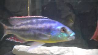 Chilotilapia Euchilus quotmalawi thick lipsquot [upl. by Nwahsem]