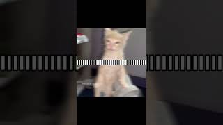 ITS A CALMING NOTION notion therareoccasions songoftheday cat  funny catsofyoutube catedit [upl. by Aderb353]