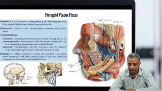 Pterygoid Venous Plexus [upl. by Jopa]