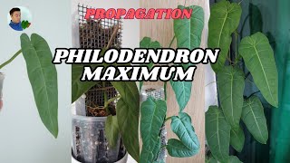 Philodendron maximum propagation with 3month updates [upl. by Ailaza]