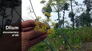 Fennel Foeniculum vulgare [upl. by Oribella]