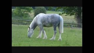 Shire Horses [upl. by Gotcher487]