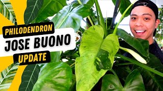 Philodendron Jose Buono Propagation Updates 💚 9 MONTHS LATER [upl. by Nohsauq]