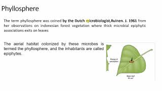 rhizosphere and phyllosphere [upl. by Fanny]