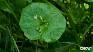 What Is Miners Lettuce  CHOW Tip [upl. by Poppy]