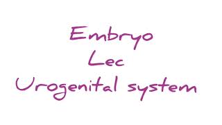 Embryo lec  urogenital system [upl. by Nnaassilem975]