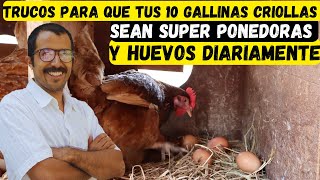 TRUCOS Para Que Tus 10 GALLINAS criollas sean super ponedoras y Huevos Diariamente [upl. by Esikram85]