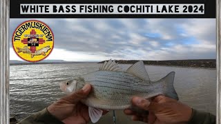 WHITE BASS FISHING COCHITI LAKE 2024 [upl. by Reiss66]